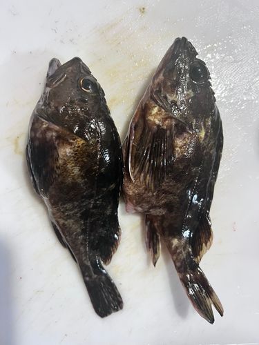 メバルの釣果