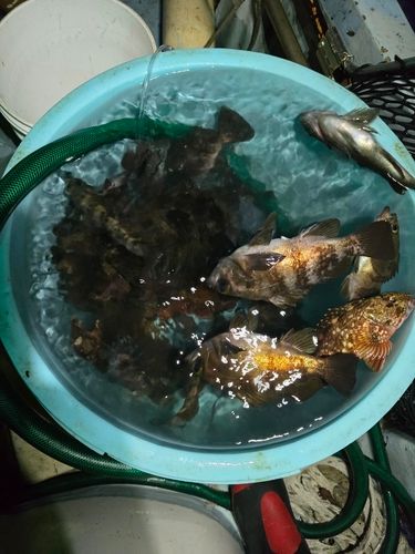 メバルの釣果