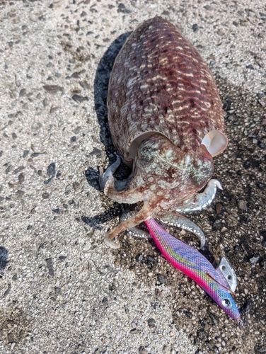 コウイカの釣果