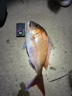 タイの釣果