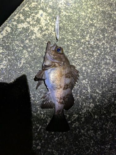 メバルの釣果