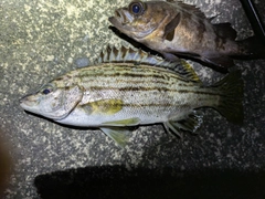 シマイサキの釣果
