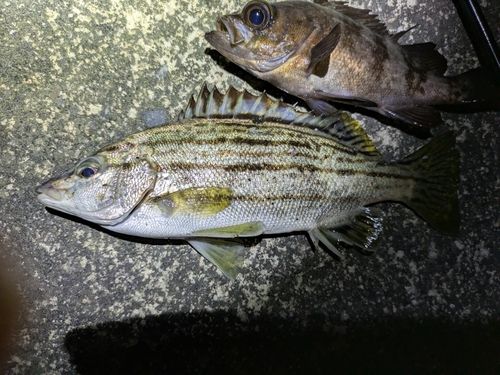 シマイサキの釣果