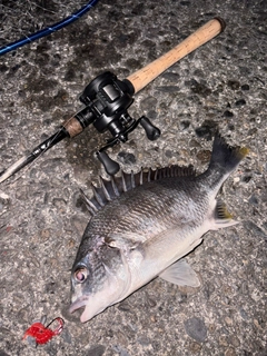 キビレの釣果