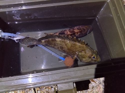 ガシラの釣果