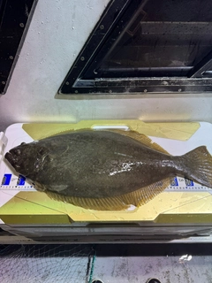 ヒラメの釣果