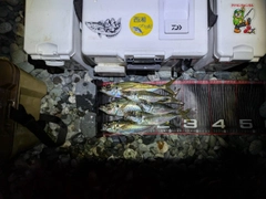 アジの釣果