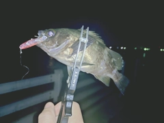 シロメバルの釣果