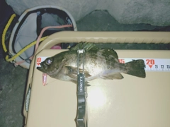 シロメバルの釣果