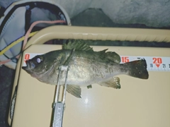 シロメバルの釣果
