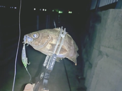 シロメバルの釣果