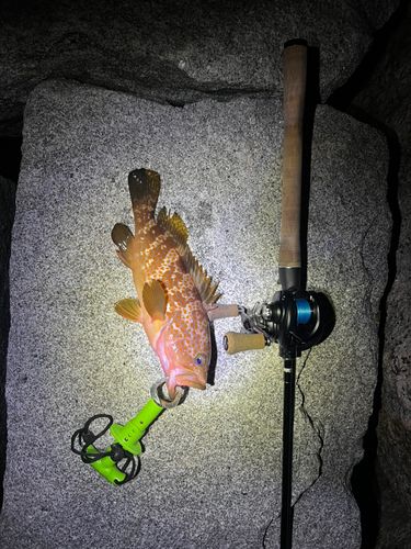 アコウの釣果