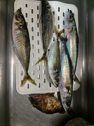 アジの釣果