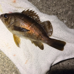 アカメバルの釣果