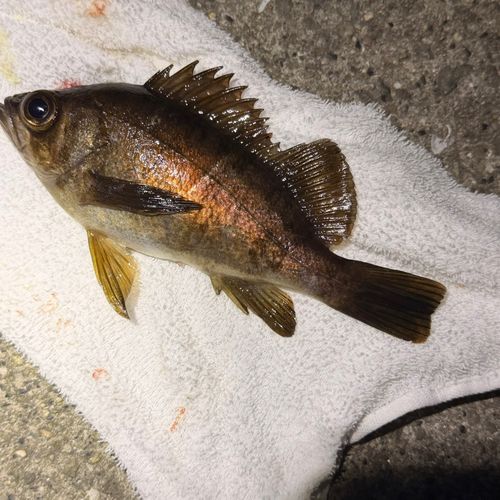 アカメバルの釣果