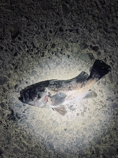 クロソイの釣果