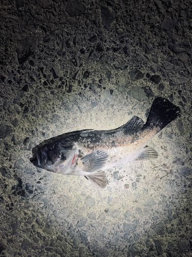 クロソイの釣果