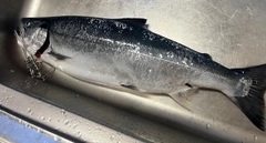 サクラマスの釣果