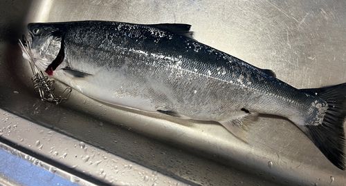 サクラマスの釣果