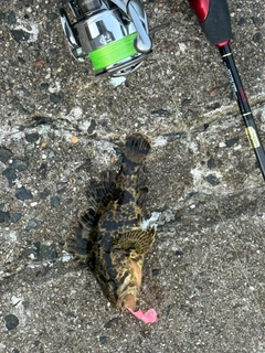 タケノコメバルの釣果