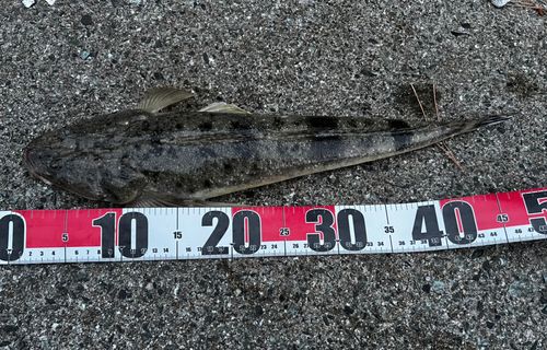 マゴチの釣果