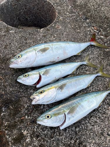 フクラギの釣果