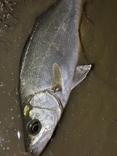 セイゴ（ヒラスズキ）の釣果