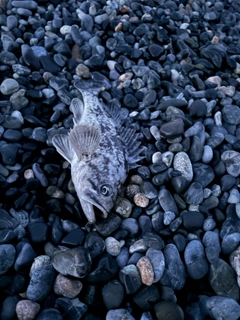 ソイの釣果