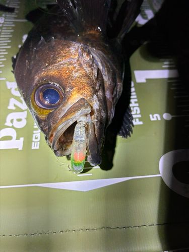 メバルの釣果