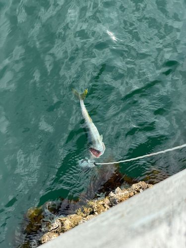イナダの釣果