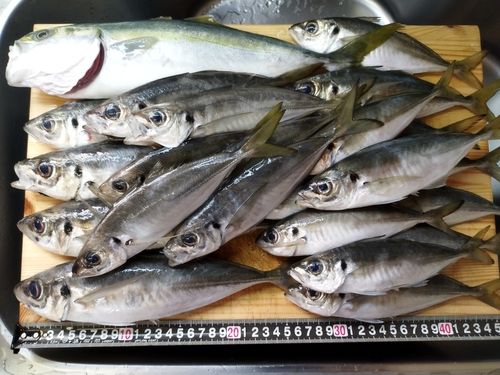 マアジの釣果