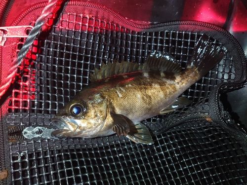 メバルの釣果