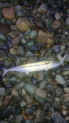 サゴシの釣果