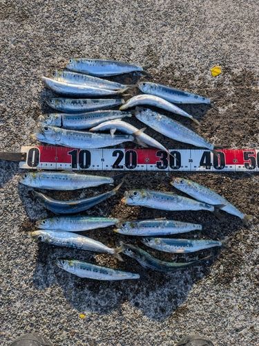 イワシの釣果