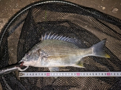 キビレの釣果