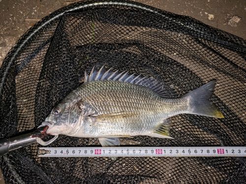 キビレの釣果