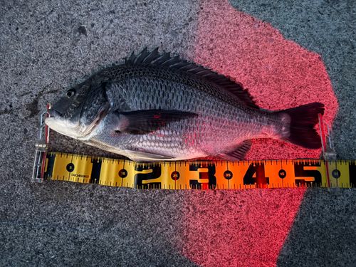チヌの釣果