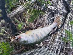 ヤマメの釣果