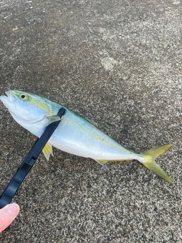 ワカシの釣果