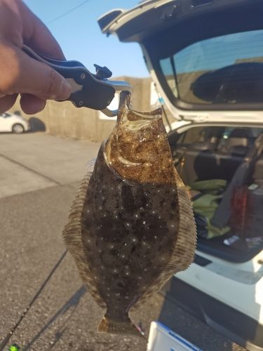 ヒラメの釣果
