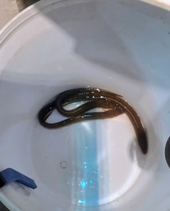 アナゴの釣果