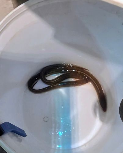 アナゴの釣果