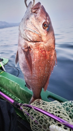 タイの釣果