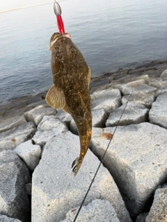マゴチの釣果