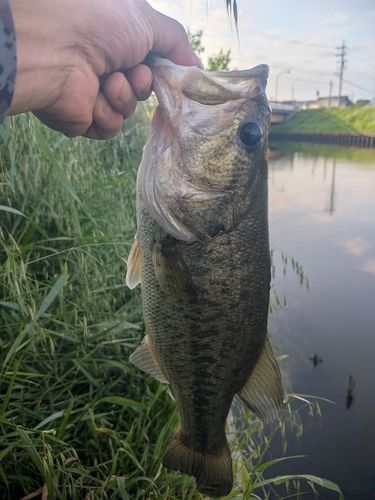 釣果