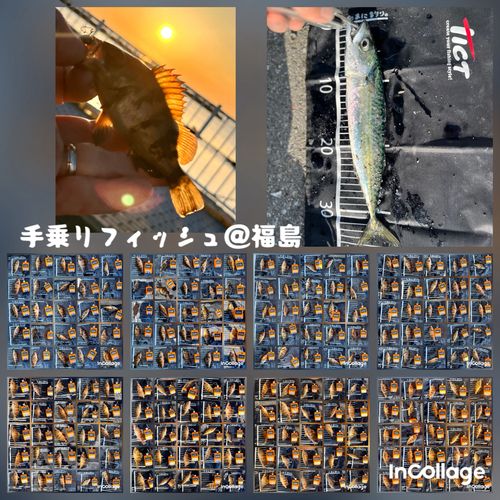 メバルの釣果
