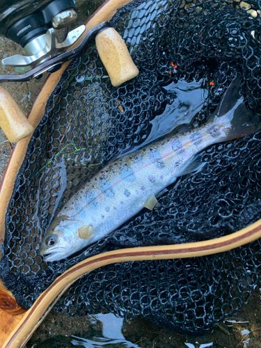 ヤマメの釣果