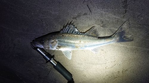 セイゴ（マルスズキ）の釣果