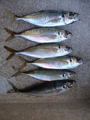 アジの釣果
