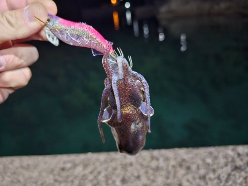 ミミイカの釣果